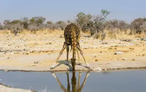Savanna Prints: Giraffe -Giraffa camelopardalis- drinking at waterhole Kalkheuwel