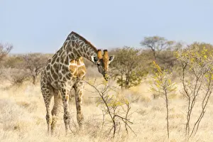 Giraffe -Giraffa camelopardalis- feeding on camelthorn-bush, Etosha National Park, Namibia