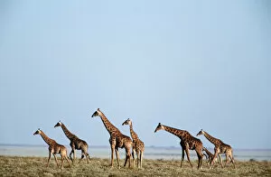Namibia Collection: Giraffe (Giraffa camelopardalis) Herd on an Open Plain