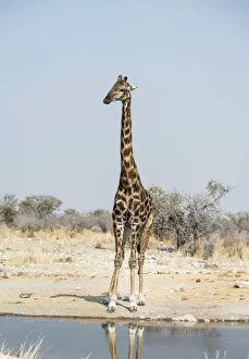 Giraffe -Giraffa camelopardalis- at the Kalkheuwel waterhole, Etosha National Park, Namibia