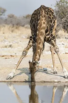 Waterhole Prints: Giraffe -Giraffa camelopardalis- at the Kalkheuwel waterhole