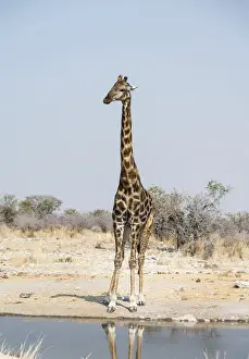 Giraffe -Giraffa camelopardalis- at the Kalkheuwel waterhole, Etosha National Park, Namibia