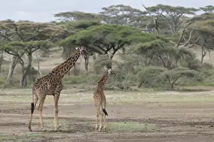 Acacia Prints: Giraffe (Giraffa Camelopardalis) mother and young with acacia trees in background