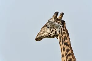 Images Dated 13th February 2014: Giraffe -Giraffa camelopardalis-, portrait, Arusha Region, Tanzania