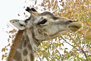 Images Dated 22nd August 2013: Giraffe -Giraffa camelopardalis-, portrait, feeding on tree, Etosha National Park, Namibia