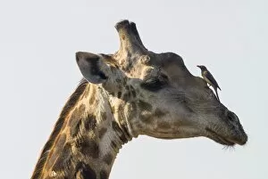 Symbiotic Relationship Collection: Giraffe -Giraffa camelopardalis- with a Red-billed Oxpecker -Buphagus erythrorhynchus- on its head