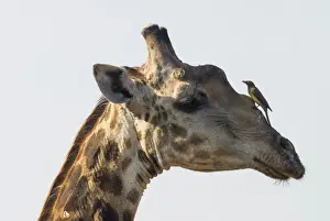 Giraffe Prints: Giraffe -Giraffa camelopardalis- with a Red-billed Oxpecker -Buphagus erythrorhynchus- on its head