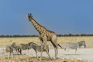 Giraffe -Giraffa camelopardalis- with Zebras, Etosha National Park, Namibia