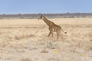 Giraffe -Giraffa camelopardis-, calf, Etosha salt pan, Etosha National Park, Namibia