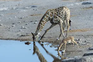 Giraffe Prints: Giraffe -Giraffa camelopardis