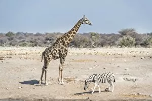 Images Dated 22nd August 2012: Giraffe -Giraffa camelopardis- and Burchells zebra -Equus quagga burchelli-, Chudop water hole