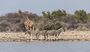 Giraffe -Giraffa camelopardis- and Burchells Zebraa -Equus quagga burchellii-, Klein Namutoni water hole, Etosha National Park, Namibia