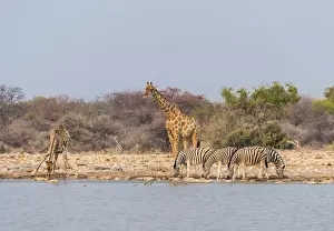 Giraffe -Giraffa camelopardis- and Burchells Zebraa -Equus quagga burchellii-, Klein Namutoni water hole, Etosha National Park, Namibia