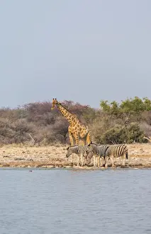 Small Group Of Animals Prints: Giraffe -Giraffa camelopardis- and Burchells Zebraa -Equus quagga burchellii