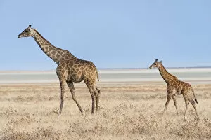 Giraffe -Giraffa camelopardis- with a calf, Etosha salt pan, Etosha National Park, Namibia