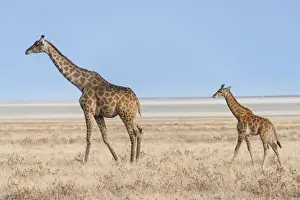 Giraffe -Giraffa camelopardis- with a calf, Etosha salt pan, Etosha National Park, Namibia