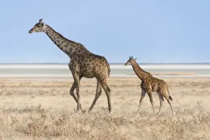 Giraffe -Giraffa camelopardis- with a calf, Etosha salt pan, Etosha National Park, Namibia