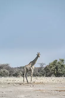 Images Dated 22nd August 2012: Giraffe -Giraffa camelopardis-, Chudop water hole, Etosha National Park, Namibia
