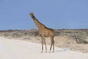 Giraffe -Giraffa camelopardis- crossing a road, Etosha National Park, Namibia