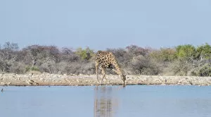 Giraffe -Giraffa camelopardis- drinking, waterhole Klein Namutoni, Etosha National Park, Namibia