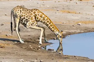 Giraffe -Giraffa camelopardis- drinking at Chudob waterhole, Etosha National Park, Namibia