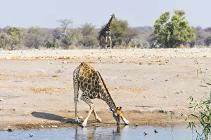 Savanna Prints: Giraffe -Giraffa camelopardis- drinking at Chudob waterhole, Etosha National Park, Namibia
