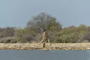 Giraffe -Giraffa camelopardis- drinking at the Klein Namutoni waterhole, Etosha National Park, Namibia