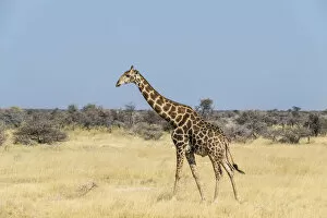 Images Dated 21st August 2012: Giraffe -Giraffa camelopardis- in dry grassland, Etosha National Park, Namibia