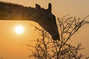 Giraffe -Giraffa camelopardis- feeding on camel thorn tree, Etosha National Park, Namibia