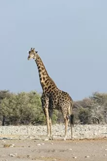 Giraffe -Giraffa camelopardis-, near the waterhole of Chudop, Etosha National Park, Namibia