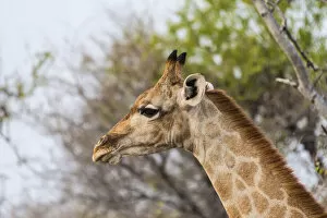 Giraffe -Giraffa camelopardis-, portrait, Etosha National Park, Namibia