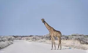 Giraffe -Giraffa camelopardis- walking across the street, Etosha National Park, Namibia