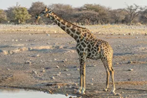 Giraffe -Giraffa camelopardis- at the water, waterhole Chudop, Etosha National Park, Namibia