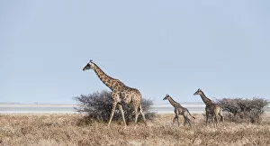 Giraffe -Giraffa camelopardis- with two young in front of bushes, Etosha Pan, Etosha National Park, Namibia