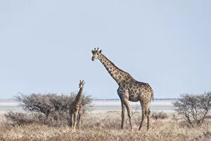 Images Dated 25th August 2012: Giraffe -Giraffa camelopardis- with young standing next to bushes, Etosha Pan