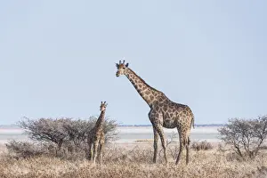 Giraffe -Giraffa camelopardis- with young standing next to bushes, Etosha Pan, Etosha National Park, Namibia