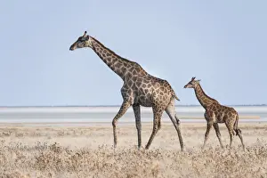 Giraffe -Giraffa camelopardis- with young standing in the dry grass land, Etosha Pan, Etosha National Park, Namibia