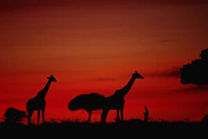 Images Dated 3rd September 2005: Giraffe (Giraffe camelopardalis tippleskirchi) standing, at dusk, Masai Mara N.R, Kenya