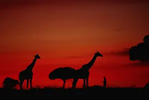 Giraffe (Giraffe camelopardalis tippleskirchi) standing, at dusk, Masai Mara N. R, Kenya
