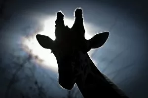 Images Dated 3rd January 2012: Giraffe head, Reticulated Giraffe -Giraffa camelopardalis reticulata-, with backlighting