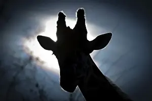 Stuttgart Prints: Giraffe head, Reticulated Giraffe -Giraffa camelopardalis reticulata