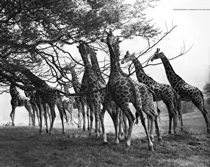 Historical Central Press Print Prints: Giraffe Herd