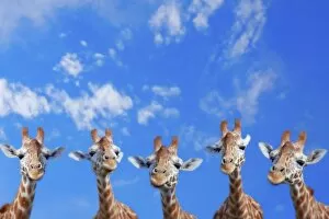 Group Of Animals Gallery: Giraffe Line Up