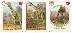 Noah's Art Victorian Card Game Prints Collection: Three giraffe playing cards Victorian animal families game