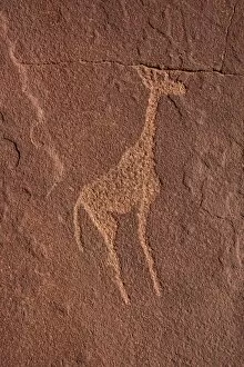 Giraffe, rock carvings of the San people, Damaraland, Kunene Region, Namibia