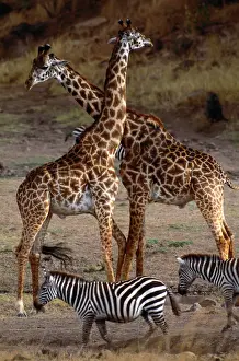 Giraffes and Burchells zebras, Masai Mara National Reserve, Kenya