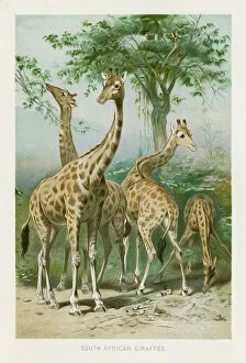 Images Dated 26th October 2018: Giraffes chromolithograph 1896