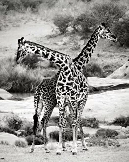 Images Dated 8th August 2017: Giraffes Criss-Crossed in Black and White in Masai Mara, Kenya