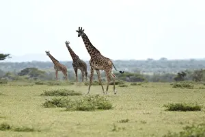 Giraffes -Giraffa camelopardalis-, Serengeti, Tanzania, Africa