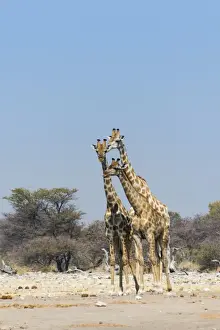 Three giraffes -Giraffa camelopardalis-, Etosha National Park, Namibia